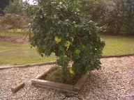 IMG00013-20101012-1347_thumb.jpg