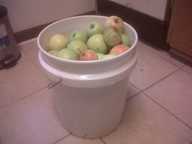 apples2011_1_thumb.jpg