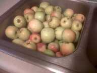 apples2011_2_thumb.jpg