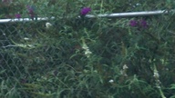 hummingbird2_thumb.jpg