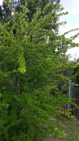 20150510_145849_thumb.jpg
