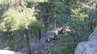 blackhills4_thumb.jpg