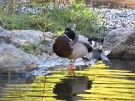 img_0277_thumb.jpg