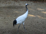 img_0286_thumb.jpg