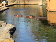 img_0296_thumb.jpg