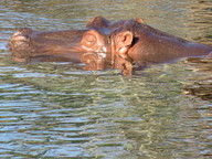 img_0297_thumb.jpg