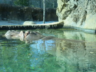 img_0298_thumb.jpg