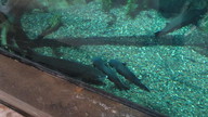 img_1511_thumb.jpg