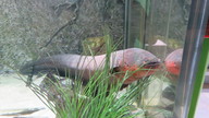 img_1521_thumb.jpg